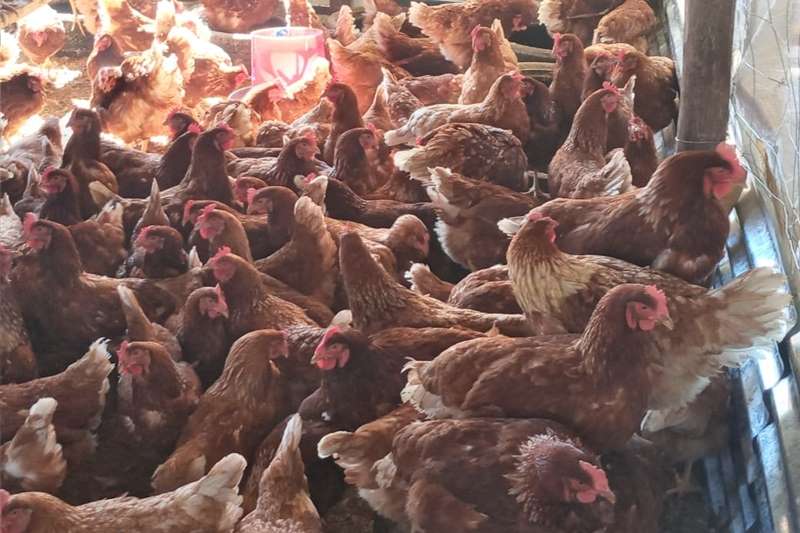 Poultry Lohmann Brown   Lay Hens   20 Weeks Old Livestock