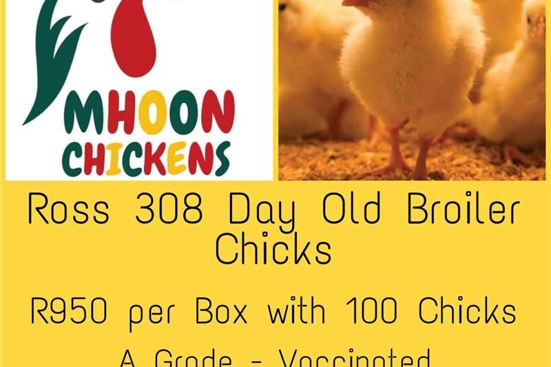 Poultry Ross 308   Broiler Day Old Chicks Livestock