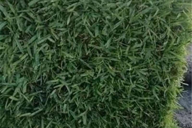 Lawn for sale (kikuyu grass) Other