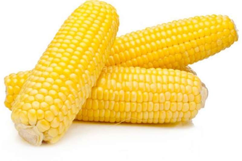 What Does Maize Color Look Like?