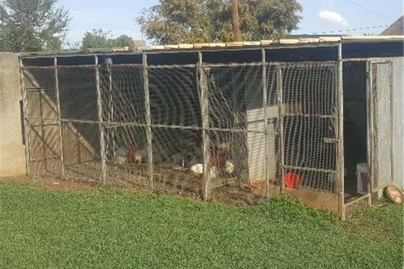 big cage 6mx5m for sale for birds or chicken is d Livestock housing ...